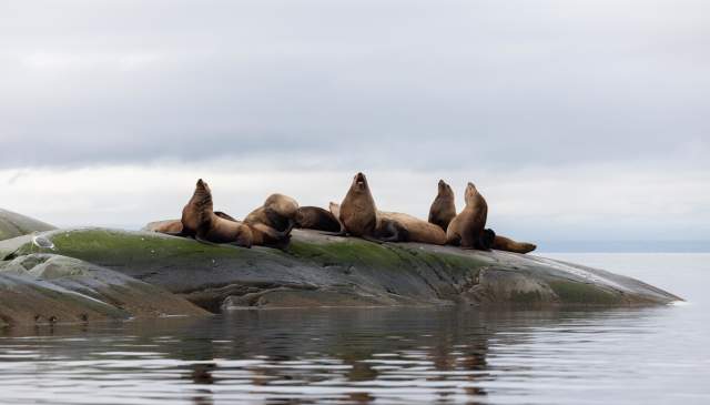 Wildlife Viewing on the Sunshine Coast