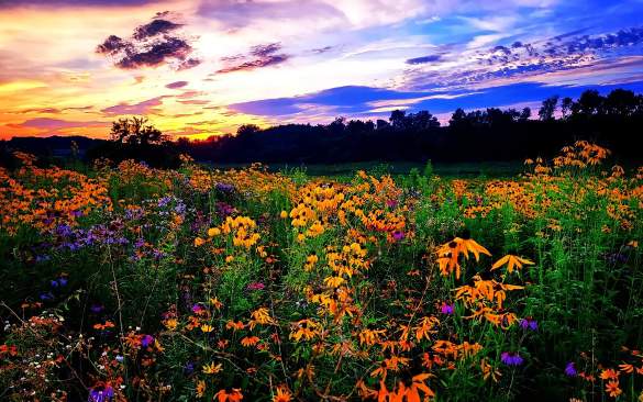 Wildflowers