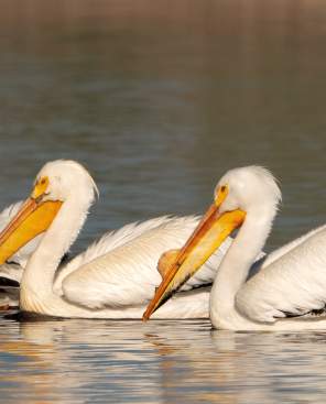 Pelicans swimming