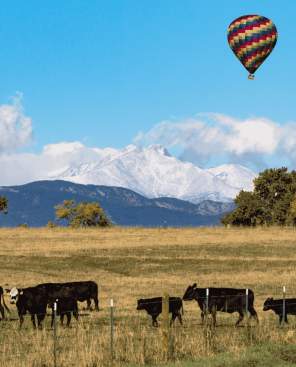 Hot air balloon with cows