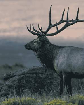Elk in Rocky Mountain National Park