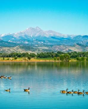 Geese swimming in front of a panoramic view of Long's Peak