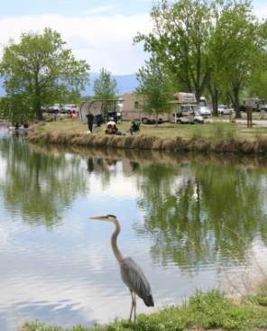 Blue Heron