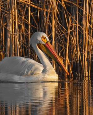 Pelican swimming at Golden Pond Nature Area