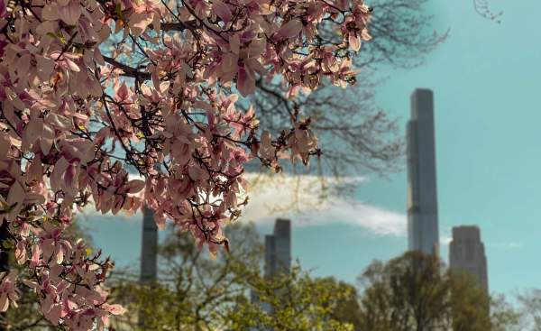 NYC Cherry Blossoms 2026: The Complete Guide to Timing Your Trip Perfectly