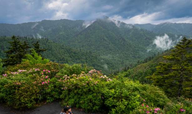 Smoky Mountains spring wildflowers