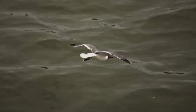 Wildlife to Watch in October