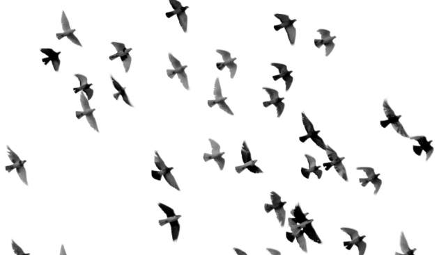 Thames Path Wildlife in January!