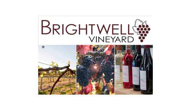 Harvest Time at Brightwell Vineyard