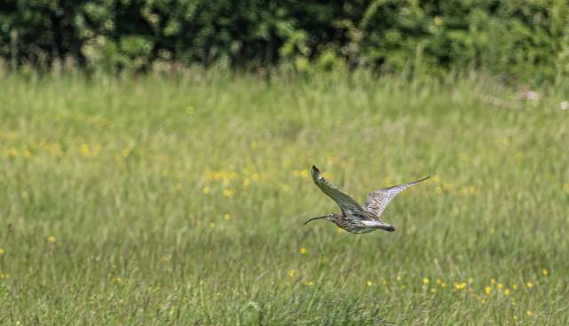 Upper Thames Curlew Recovery Project