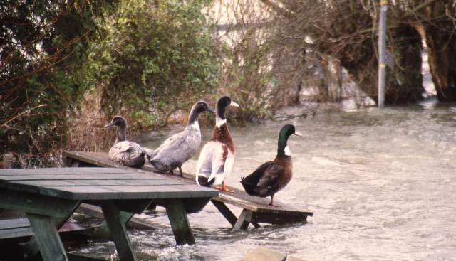 Walking in winter? Check for flooding!