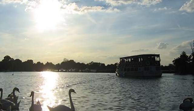 Swans on the river, with boat in background in the evening.