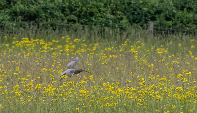 Look out for Curlews