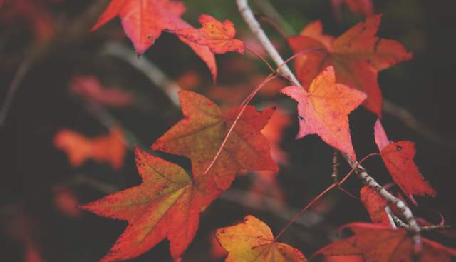 A riverside spectacle - Autumn on the Thames Path