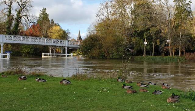 View of Whitchurch Bridge from Pangbourne Meadow