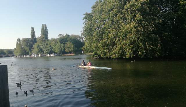 Rowers at Henley
