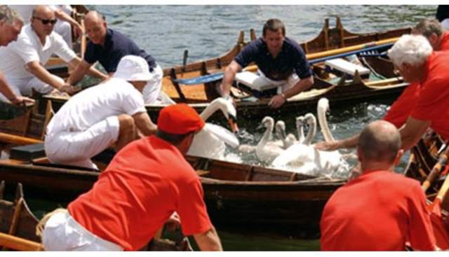 Royal Swan Upping