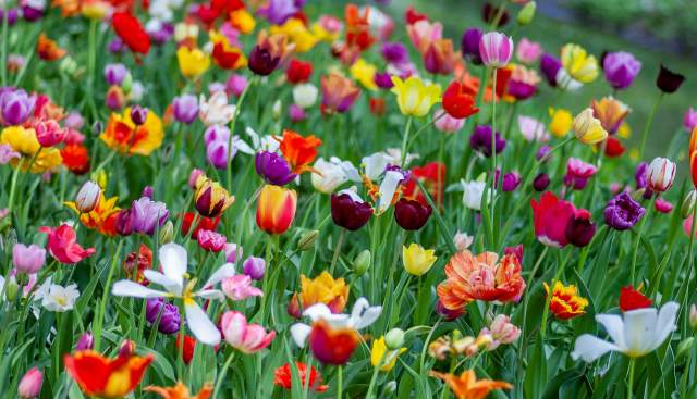 Flower Power on the Thames Path!