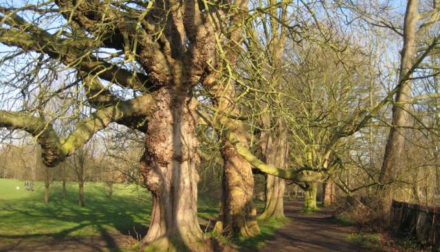 Tree Treasures on the Thames Path