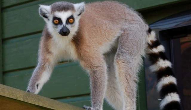 Beale Park, Animals
