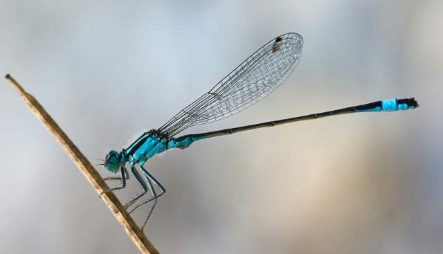 Dragonflies and Damsels
