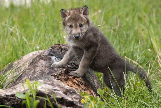 Baby Wolf at Wolf Park