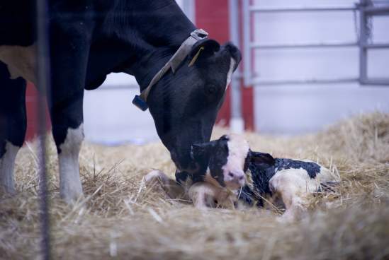 Fair Oaks Farm