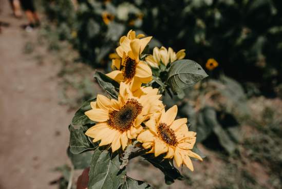 Wea Creek Sunflower