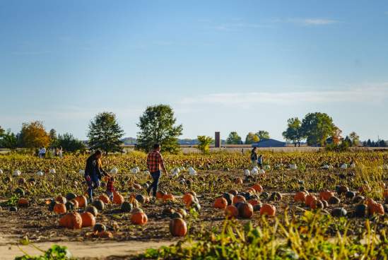 Best Pumpkin Patches in Greater Lafayette