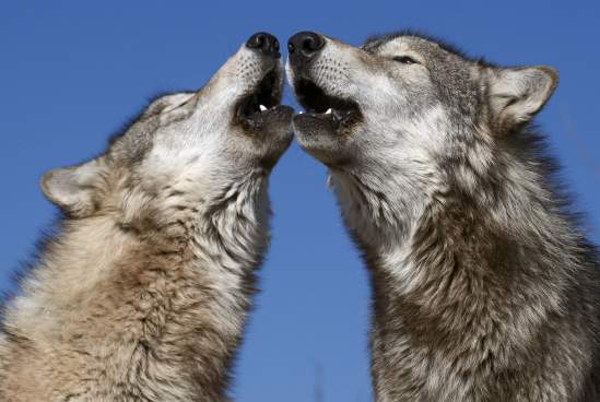 Wolf Park