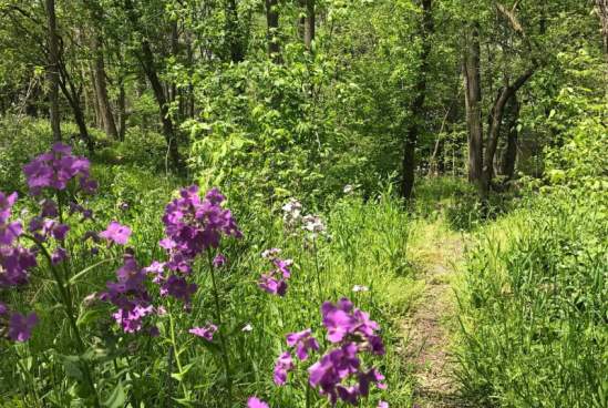 Haan Museum Nature Trail