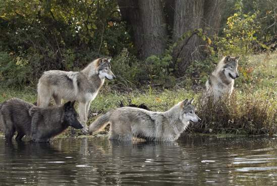 Wolf Park
