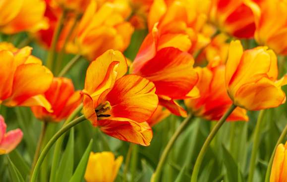 West Michigan Welcomes Spring // 2025