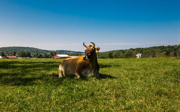 Indraloka Animal Sanctuary in Dalton, PA