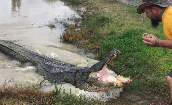 Man feeding Big Texas at Gator Country in Beaumont, TX