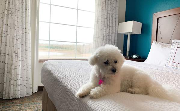 dog friendly hotel