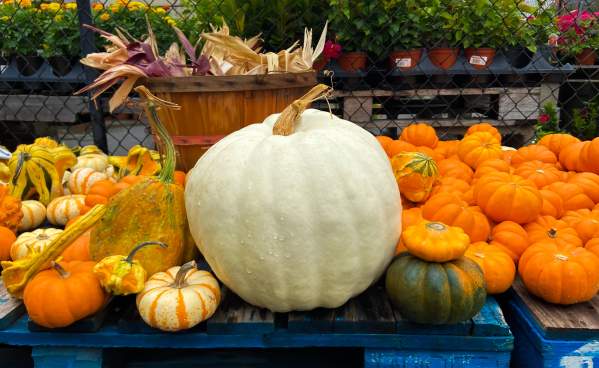 Autumn Bucket List