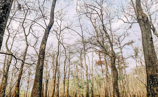 Trees and the marsh at The Big Thicket