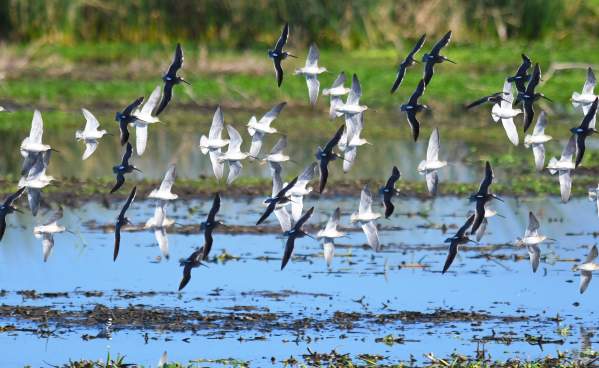 Flock of Birds on Texas Gulf Coast