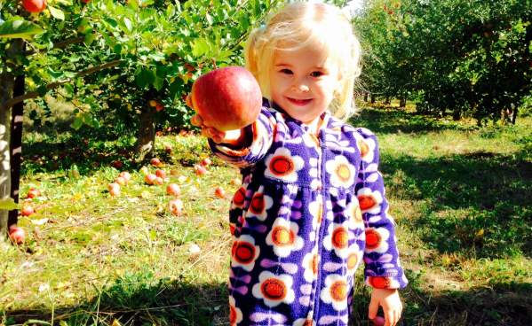 Apple Picking at Paulus Orchards
