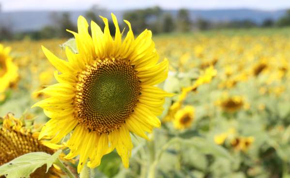 Sunflower field at Meadowbrooke Gourds
