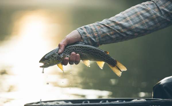 Fly-fishing on the Yellow Breeches Creek