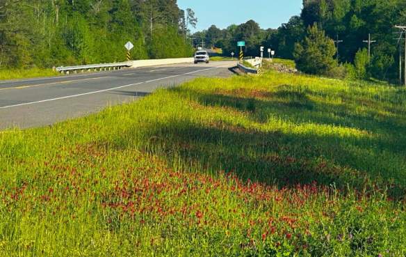 boom or bust byway wildflowers