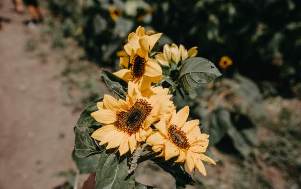 Wea Creek Sunflower