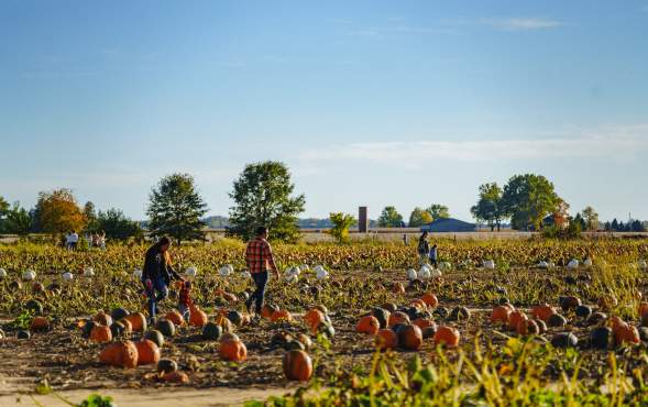 Best Pumpkin Patches in Greater Lafayette