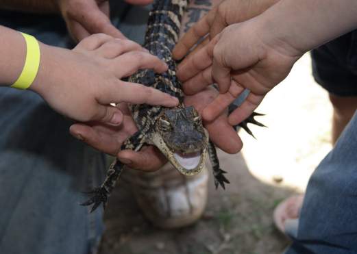 Baby Alligator at Gator Country in Beaumont, TX