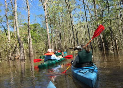 Two people kayaking through Big Thicket National Preserve near Beaumont, TX