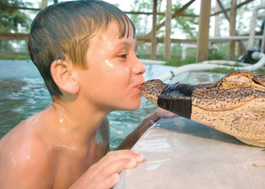 Boy kissing a gator