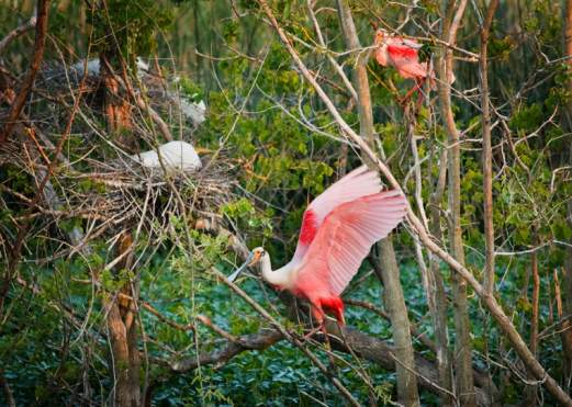 Roseate Spoonbill
