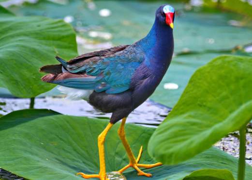bird